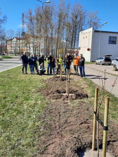 Aizkrauklē iestāda krāšņos kalnu ķiršus jeb sakuras