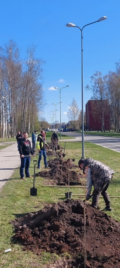 Aizkrauklē iestāda krāšņos kalnu ķiršus jeb sakuras