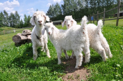 Mini Zoo Dobuļi