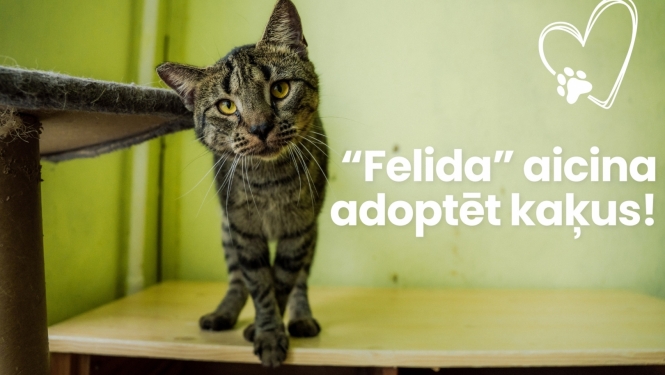 "Felida" aicina adoptēt kaķus!