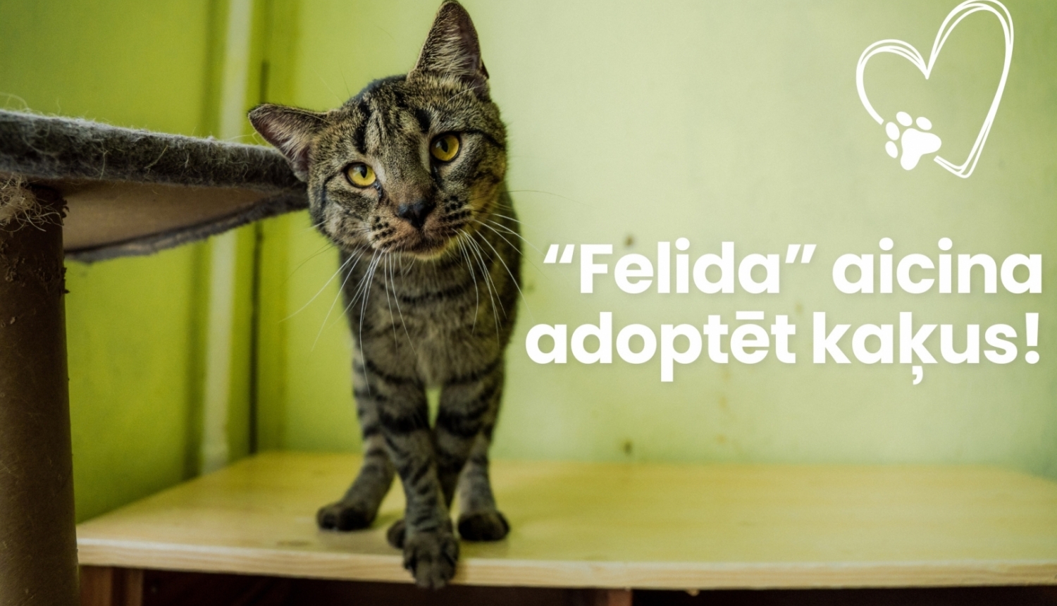 "Felida" aicina adoptēt kaķus!